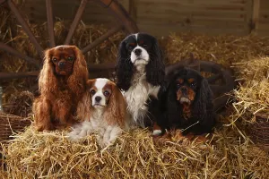 Purebred Companion Dog Prints: Cavalier King Charles Spaniel, ruby
