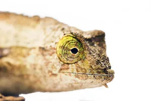 Camouflaged Reptiles Prints: Chamaleon
Chamleon