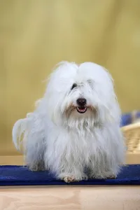 Coton De Tulear Prints: Coton de Tulear