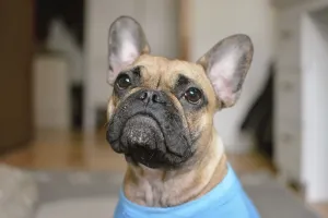 Prints of : Category Pets