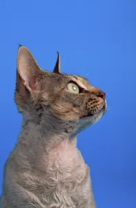 Domestic Shorthair Cat Prints: Devon Rex Cat