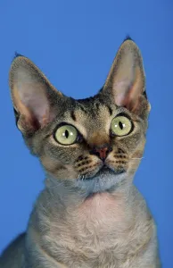 Feliformia Wildlife Photography Prints: Devon Rex Cat