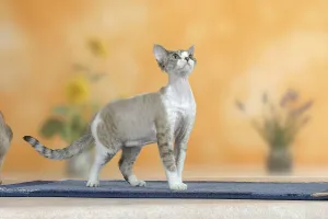 Studio Shot Animal Photography Prints: Devon Rex Cat