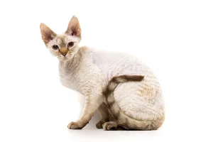 Felidae Domestic Animals Prints: Devon Rex cat posing against white background