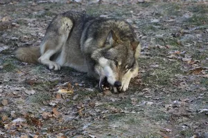 Wildlife Feeding Habits Prints: Devouring wolf
