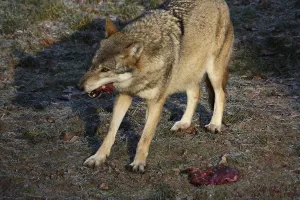 Canine Wildlife Images Prints: Devouring wolf
