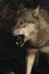Wildlife Feeding Habits Prints: Devouring wolf