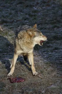 Wildlife Feeding Behavior Prints: Devouring wolf