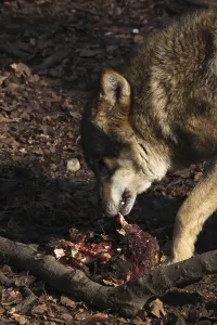 Wildlife Feeding Habits Prints: Devouring wolf