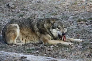 Wildlife Feeding Habits Prints: Devouring wolf