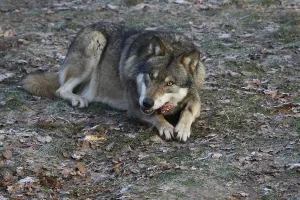 Eurasian Wolves Prints: Devouring wolf