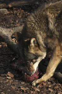Wildlife Feeding Habits Prints: Devouring wolf