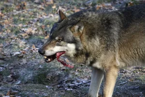 Wildlife Feeding Habits Prints: Devouring wolf