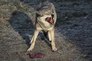 Wildlife Feeding Behavior Prints: Devouring wolf