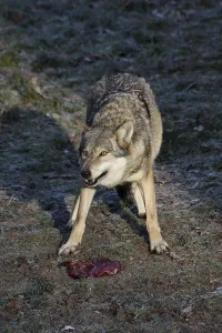 Canine Wildlife Prints: Devouring wolf
