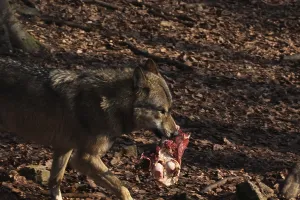 Animal Of Prey Behavior Prints: Devouring wolf