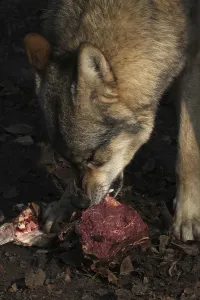 Predator Wildlife Prints: Devouring wolf