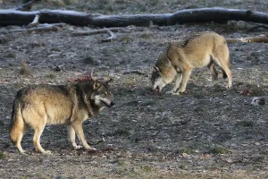 Wildlife Predator Prints: Devouring wolves