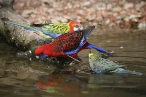 Pet Bird Photography Prints: Drinking exotics