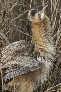 Purebred Animal Breeds Prints: Eurasian Bittern (Botaurus stellaris)