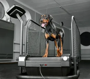 Dog Racing Prints: German Pinscher Running on Animal Treadmill Print