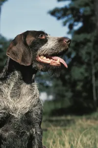 Domestic Animal Breed Portrait Prints: German Wire-Haired Pointer or Drathaar