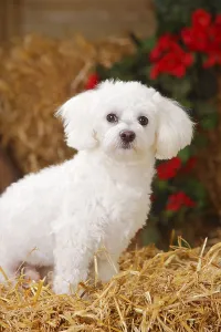 Friendly Domestic Animal Prints: Maltese