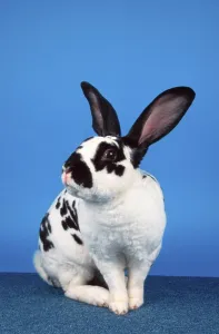 Deserted Rodent Prints: Rex Rabbit