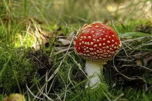 Southern Germany Fungi Prints: Single standing toadstool