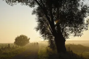 Morning Mist Photography Prints: Single tree in morning mist, backlight