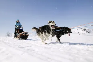 Dog Racing Prints: Hemsedal Sledge Dogs Print