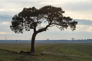 Industrial Landscape Prints: Tree