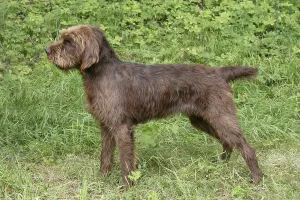 Spring Forest Prints: The typical Pudelpointer in the spring forest