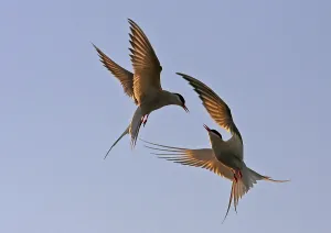 Arctic Tern Print: Fighting Adults in Flight, Finland