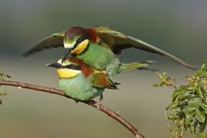 European Bee Eater Mating Prints: Bee-eater, (Merops apiaster), mating
