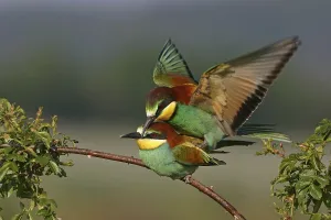 Urban Nature Scenes Prints: Bee-eater, (Merops apiaster), mating