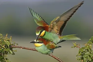 Courtship Display Germany Prints: Bee-eater, (Merops apiaster), mating
