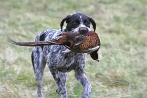 Hunting Dog Breed Prints: German Wirehaired Pointer, hound