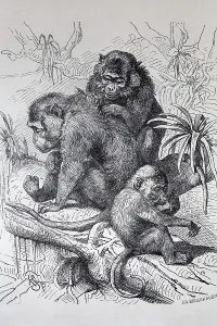 Macaca Fascicularis Prints: Java monkey (Macaca fascicularis)