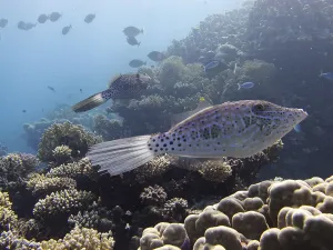 Bony Fish Types Prints: Script filefish (Aluterus scriptus)