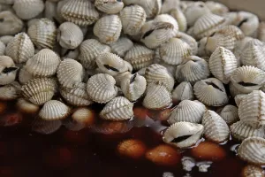 Seafood Still Life Prints: Shells