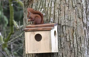 Rodent In Nature Prints: Squirrel (Sciurus) sits on sleeping house with a hazelnut on a lime tree and eats