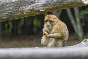 Lake Constance Wildlife Photography Prints: A monkey sits on a tree trunk and eats something in the forest
