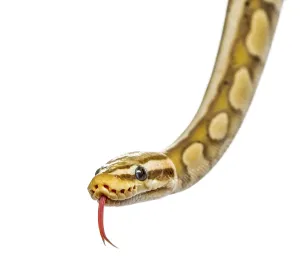 Studio Shot Reptile Prints: Close-up of a firefly python, isolated on white