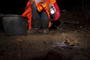 Common Toad (Bufo bufo) Migration Print, Germany