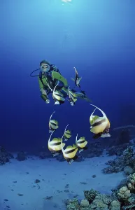 Prints of Diver and bannerfish, Red Sea bannerfish, Heniochus intermedius, Egypt, Sha'ab Marksur, Red Sea Diver and bannerfish, Red Sea bannerfish, Heniochus intermedius, Egypt, Sha'ab Marksur, Red Sea Intermedius Prints: Red Sea Bannerfish Print, Heniochus intermedius