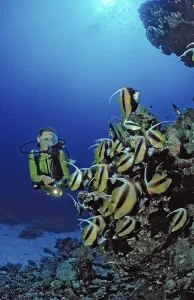 Prints of Diver and bannerfish, Red Sea bannerfish, Heniochus intermedius, Egypt, Sha'ab Marksur, Red Sea Diver and bannerfish, Red Sea bannerfish, Heniochus intermedius, Egypt, Sha'ab Marksur, Red Sea Intermedius Prints: Red Sea Bannerfish Print, Heniochus intermedius