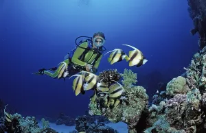 Prints of Diver and bannerfish, Red Sea bannerfish, Heniochus intermedius, Egypt, Sha'ab Marksur, Red Sea Diver and bannerfish, Red Sea bannerfish, Heniochus intermedius, Egypt, Sha'ab Marksur, Red Sea Intermedius Prints: Red Sea Bannerfish Print