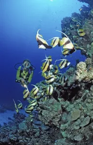 Prints of Diver and bannerfish, Red Sea bannerfish, Heniochus intermedius, Egypt, Sha'ab Marksur, Red Sea Diver and bannerfish, Red Sea bannerfish, Heniochus intermedius, Egypt, Sha'ab Marksur, Red Sea Intermedius Prints: Diver and Red Sea Bannerfish Print