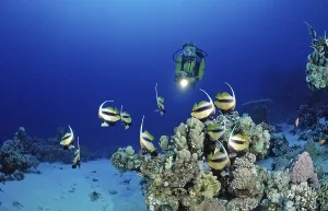 Prints of Diver and bannerfish, Red Sea bannerfish, Heniochus intermedius, Egypt, Sha'ab Marksur, Red Sea Diver and bannerfish, Red Sea bannerfish, Heniochus intermedius, Egypt, Sha'ab Marksur, Red Sea Intermedius Prints: Red Sea Bannerfish Print, Heniochus intermedius